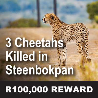 <p>3 Cheetahs Killed in Steenbokpan<br />
R100,000 Reward </p>
