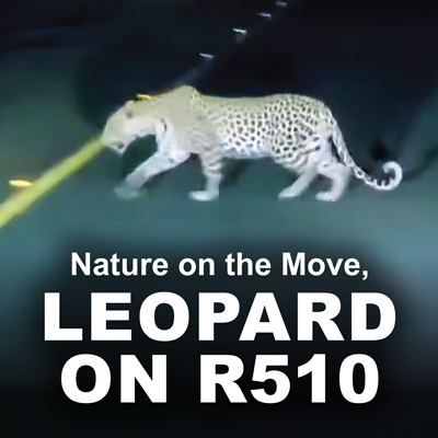 Nature on the Move, Leopard on R510