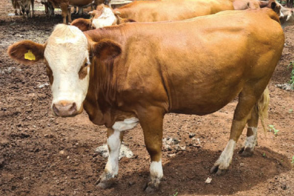 <p>Cattle raided on Swartklip farm</p>
