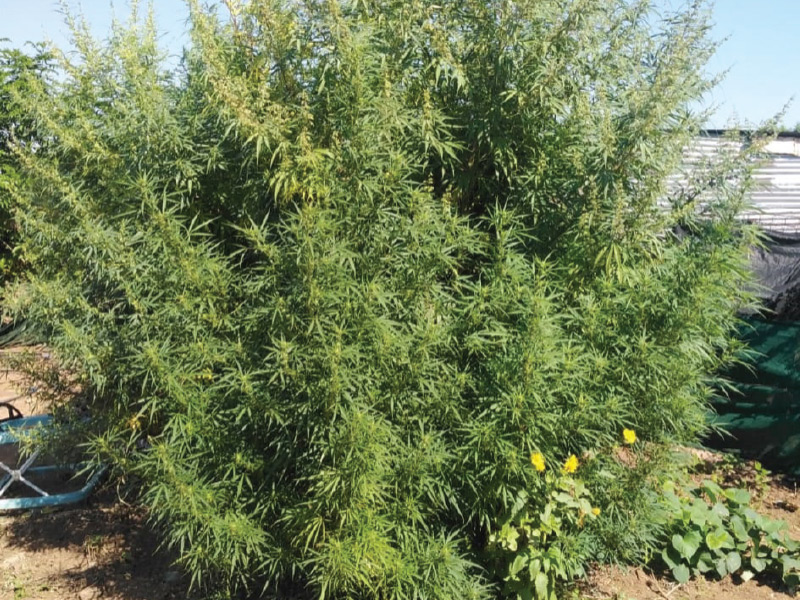 Dagga-cultivator arrested