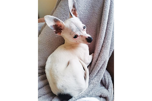 Have you seen this dog?