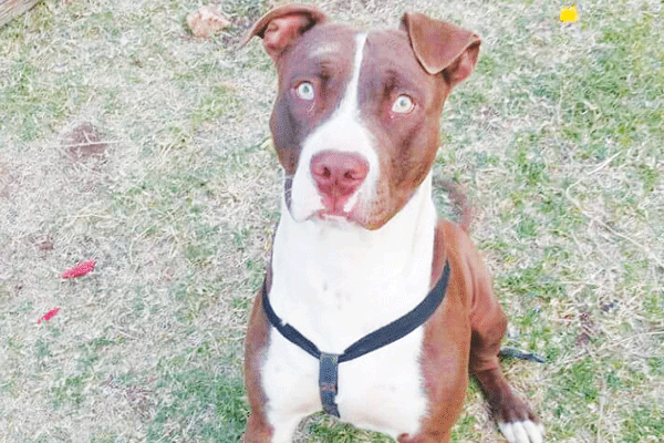 Help find Diago