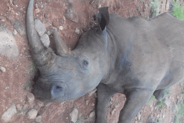 Manhunt for rhino poachers