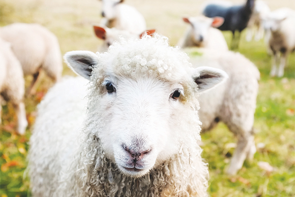 Stock theft on the increase