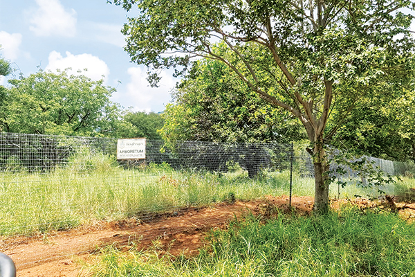 Arboretum Park