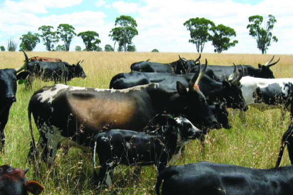 Foot-and-mouth outbreak: SA resumes exports