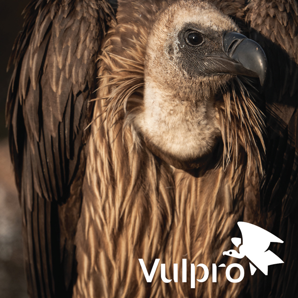 WINGS AT RISK
Concern Grows Over Cape Vulture Deaths Near Powerlines