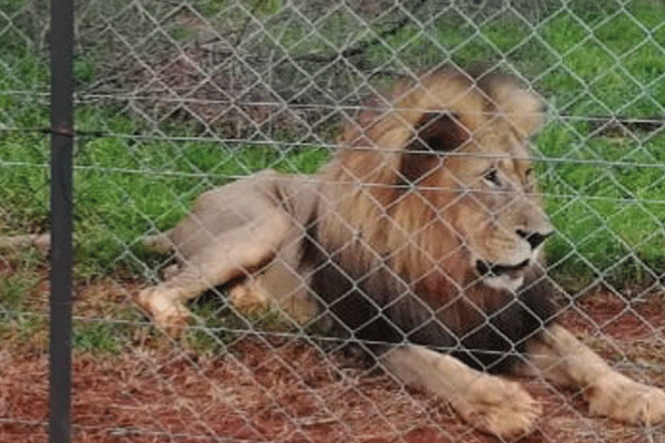 WOMAN MAULED BY LIONS 