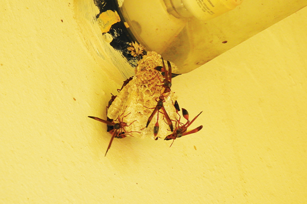 Always worth looking twice at wasps! 