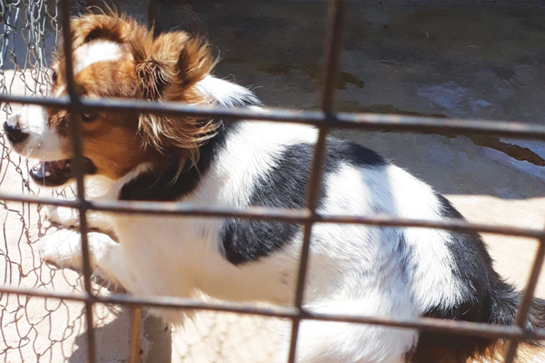 Please adopt me