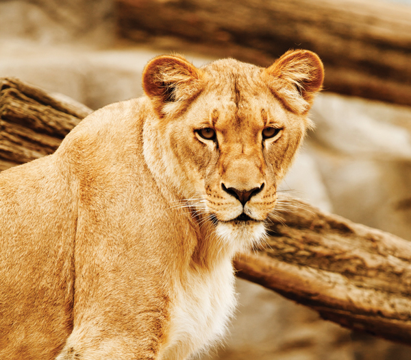 TAKE A STRIDE ON THE WILD SIDE!