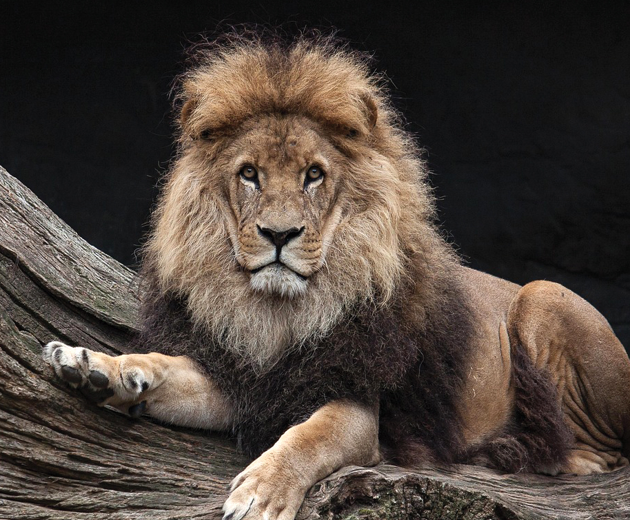 Out of the Cage, Into the Claws of the State?