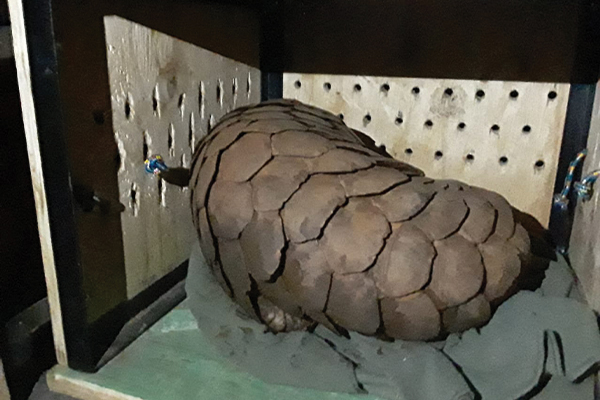 Arrested for possession of a pangolin

Tip-off leads to the arrest of four suspects