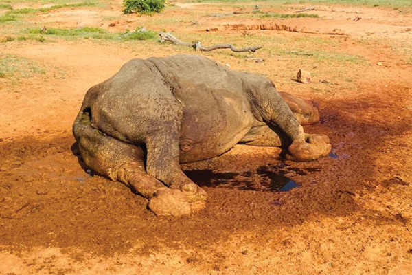 Brutal rhino poaching
Security forces are on high alert after brutal rhino poaching