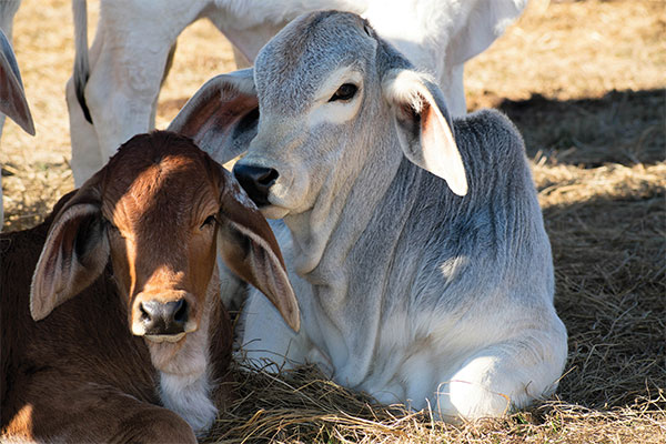 The importance of supplementation for your livestock