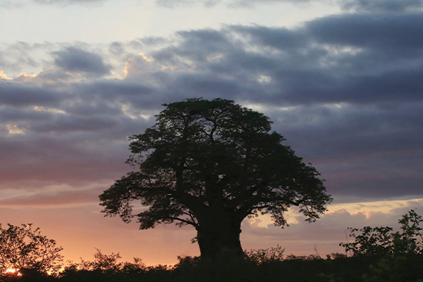 Stay of execution for baobabs